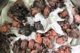 Quang Nam strives for sustainable development of swallows on Cu Lao Cham Island