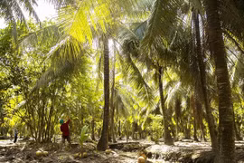 Ben Tre expands organic coconut farming