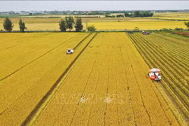 Vietnam eyes to be responsible, sustainable food supplier: Minister
