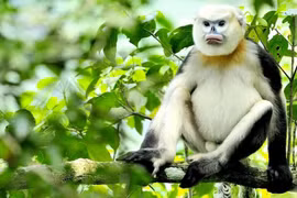 Ha Giang, FFI team up to protect Tonkin snub-nosed monkeys