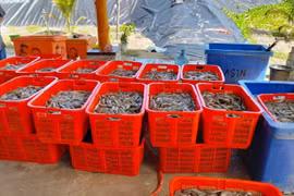 Indonesia aims to boost shrimp production to 2 million tonnes
