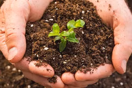 Agricultural sector aims to raise organic fertilizer proportion to 25% in 2025