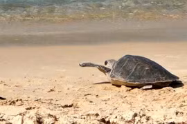 Quang Tri: 70kg sea turtle released back to the wild