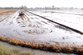 Mekong Delta floods to be below normal this year: authorities
