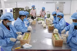 Domestic businesses to receive support to increase exports to Germany 
