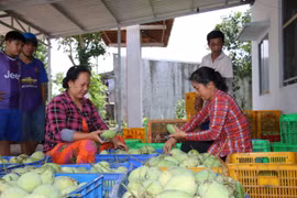 Vietnam mango exports triple in 2021
