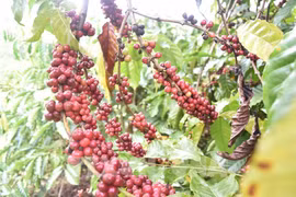 Vietnam eyes to expand coffee exports to Africa
