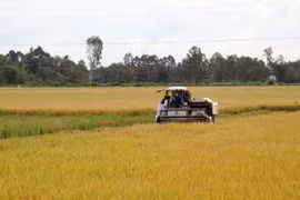 Southern region to prioritise high-quality rice varieties in winter-spring crop