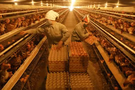 Hanoi’s farm economy yields high economic value