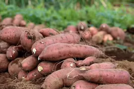 Sweet potato to be officially exported to China