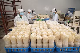 Hanoi moves towards modern, sustainable agriculture