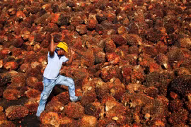 Malaysia to increase global market share of palm oil