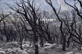 Sympathy to Algeria over serious forest fires
