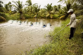 Ben Tre province works towards sustainable agriculture