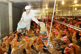 Vietnam's animal feed imports jump to 3.1 billion USD