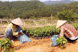 Quang Ninh: Businesses help farmers to plant timber tree forests