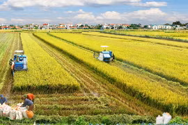 Vietnam pushes forward economic ties with Egypt 