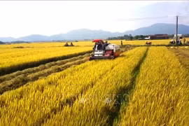 Agricultural sector continues to be economy's pillar 