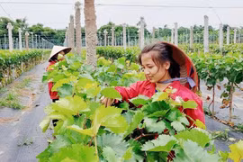 Hanoi focuses on developing hi-tech, organic agriculture in new strategy