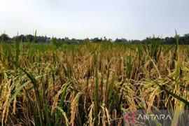 Indonesia’s rice production estimated at 32 million tonnes this year