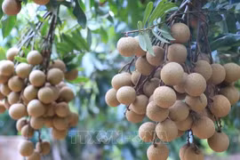 Vietnam finalises procedures to export longan to Japan 