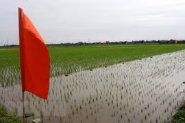 Project to upgrade rice value chain in Red River Delta launched in Thai Binh