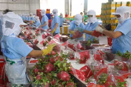 Insiders urge shift to export through official channels to China