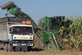 Anti-dumping investigation into cane sugar extended