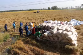 Dong Thap to expand area under high-quality rice