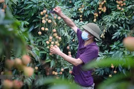 Luc Ngan lychee geographical indication protection proves effective