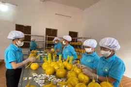 Hoa Binh exports first batch of Dien pomelo to UK
