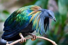 Nicobar pigeons spotted in Con Dao National Park