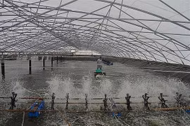 Ba Ria – Vung Tau develops hi-tech aquaculture