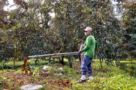 Can Tho to spend 58 billion VND to develop fruit farming