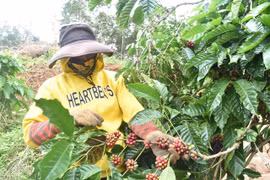 Tay Nguyen coffee growers embrace sustainable models