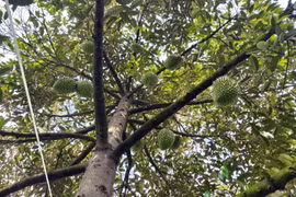 Can Tho expects to export first batch of durians to China next year
