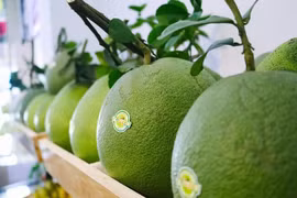 Vietnamese pomelo gets green light to enter US market