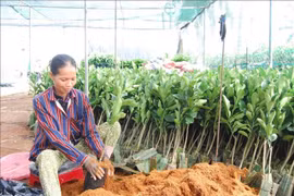 Ben Tre plans to develop district into nation’s epicentre for fruit seedlings