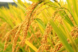 Rice pest identification app first piloted in An Giang