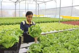 Digital transformation helps promote sustainable agriculture development