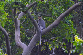 Urgent action needed on primate protection
