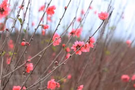 Cold weather predicted for northern region during Tet