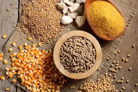 Over 9 bln USD spent on import of animal feed raw materials