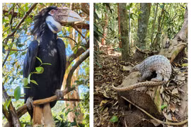 Animals of 14 rare species released into Bu Gia Map National Park