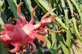 Seminar seeks ways to boost export of dragon fruits to India