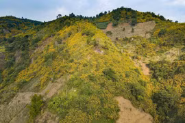 Wild sunflowers dye northwestern mountains yellow
