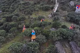 Developing ancient Shan Tuyet tea brands
