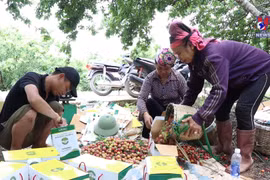 Pushing agricultural product consumption through e-commerce
