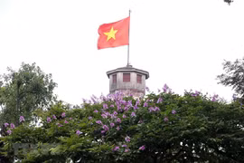 Summer flowers in Hanoi