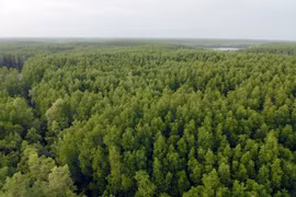Efforts made to preserve Can Gio Mangrove Biosphere Reserve